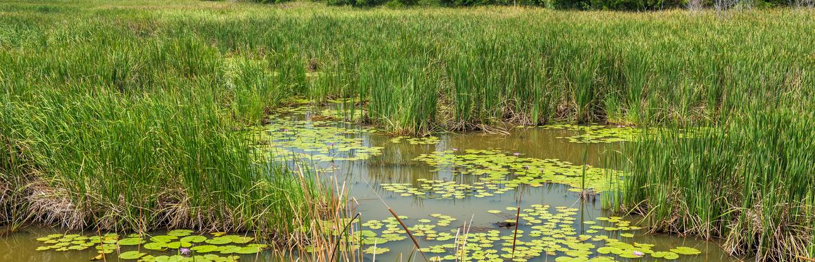 Image bannière de la formation Milieux humides : comment évaluer leurs bénéfices pour les territoires ?