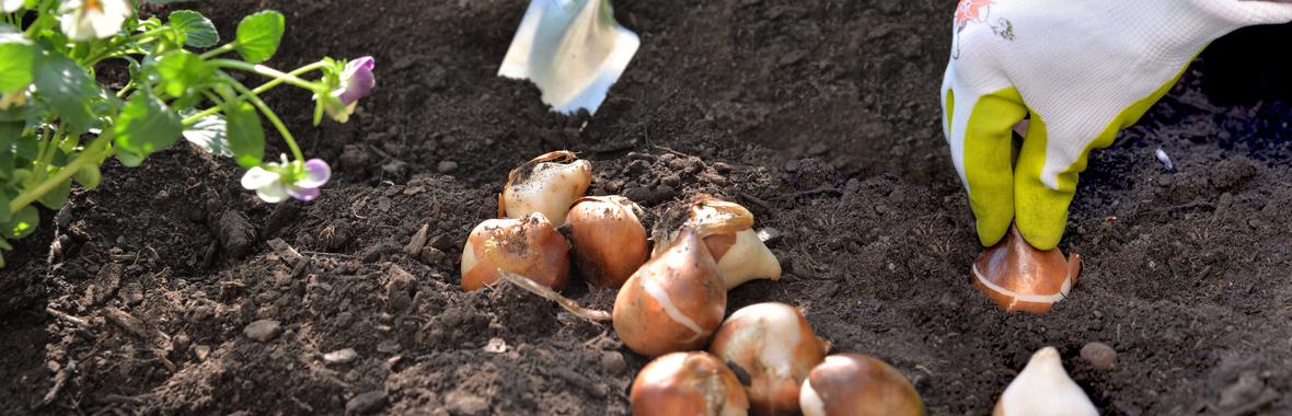 Image bannière de la formation [Temps d'échange] Fleurissement durable : le potentiel des plantes à bulbes 