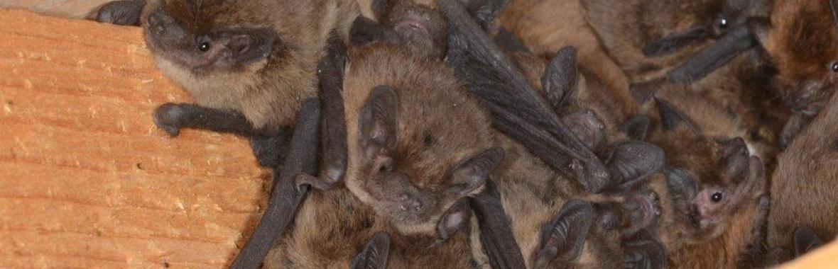 Image bannière de la formation 🔥💧🦇 Rénovation thermique et chiroptères : pour un Plan Climat favorable aux chauves-souris 