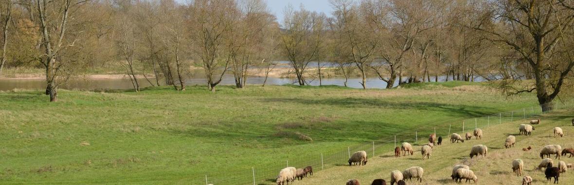 Image bannière de la formation Quelles initiatives pour le maintien et le développement du pâturage dans le bassin de la Loire? 
