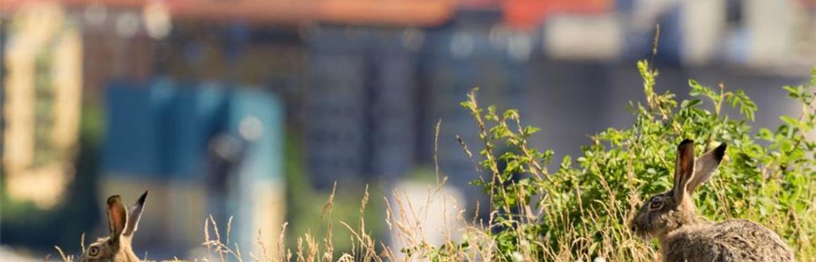 Image bannière de la formation Prendre en compte la faune sauvage dans les documents d'urbanisme