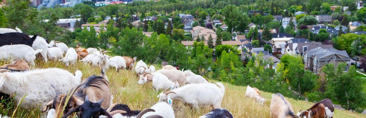 Image bannière de la formation NATURE EN VILLE : comment bien se lancer, en adoptant les bons réflexes ? (Matinale 1/2) 