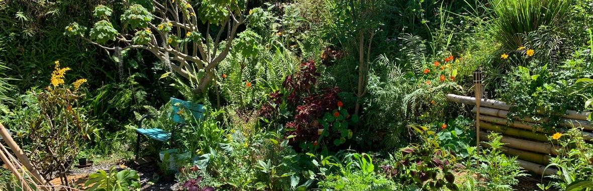 Image bannière de la formation Le jardin créole est-il un lieu stratégique pour préserver la biodiversité ? 