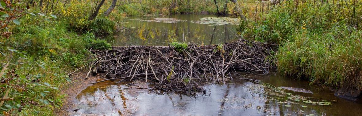 Image bannière de la formation Régénération "low tech" des cours d'eau : cadre d'usages et retour d'expérience 