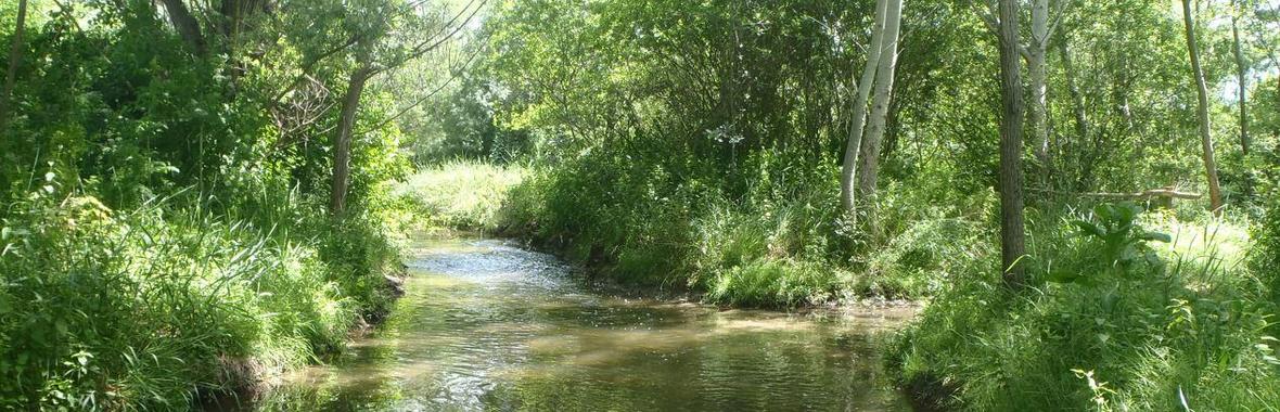 Image bannière de la formation [Journée technique Gard] Ensemble, revitalisons nos cours d'eau ! 