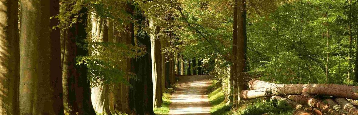 Image bannière de la formation L'encadrement des abattages d'arbres d'alignement après la loi 3DS