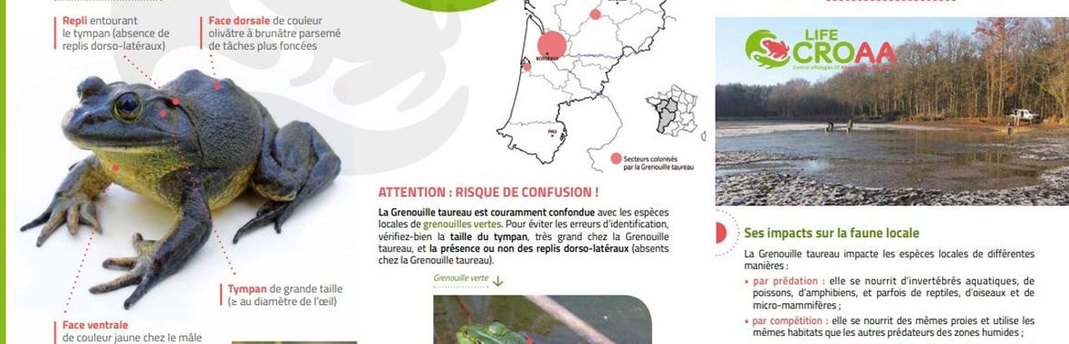 Image bannière de la formation [EEE] Lutte réussie contre la prolifération de la grenouille taureau : retex du SEBB et du CDPNE