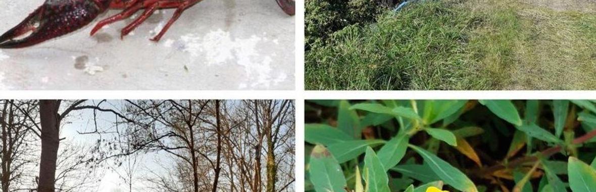 Image bannière de la formation Plan de Gestion des Espèces Exotiques Envahissantes (EEE) : écrevisse de Louisiane, jussie et ragondin