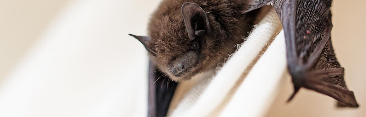Image bannière de la formation Les cheminées, une menace de plus pour les chauves-souris 🦇 