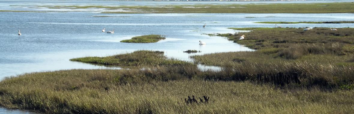 Image bannière de la formation Les écosystèmes de carbone bleu : des alliés dans l’atténuation du changement climatique et l’adaptation des littoraux 