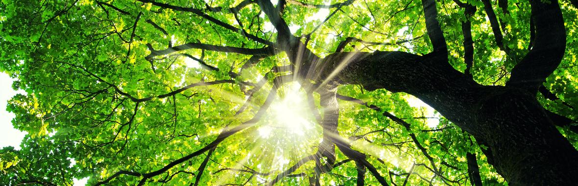 Image bannière de la formation Calculer la valeur financière des arbres et estimer le montant des dégâts  