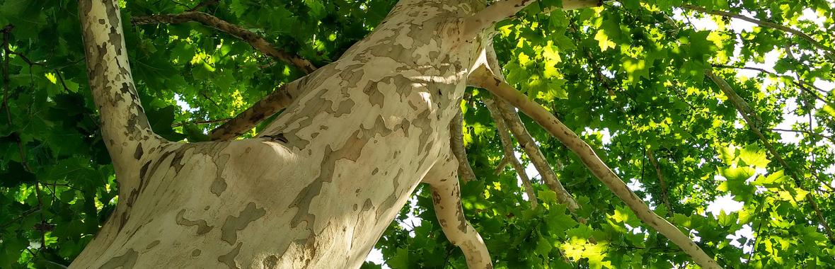 Image bannière de la formation Les chauves-souris et les arbres d’alignement