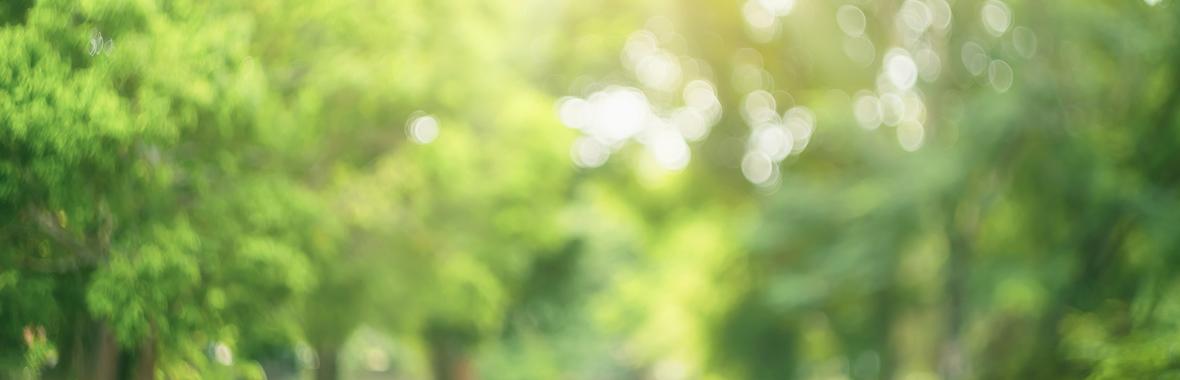 Image bannière de la formation [Temps d'échange] Résilience et gestion technique des espaces verts face au changement climatique 