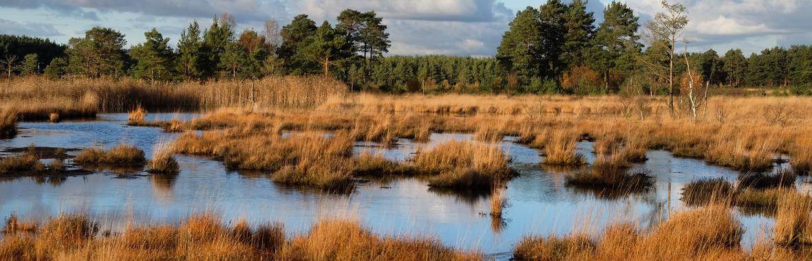 Image bannière de la formation Terreaux sans tourbe : quelles alternatives pour les agents des espaces verts ?