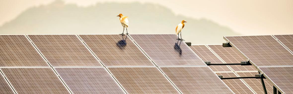 Image bannière de la formation Concilier énergies renouvelables et biodiversité dans les territoires : quelles coopérations entre associations et collectivités ?