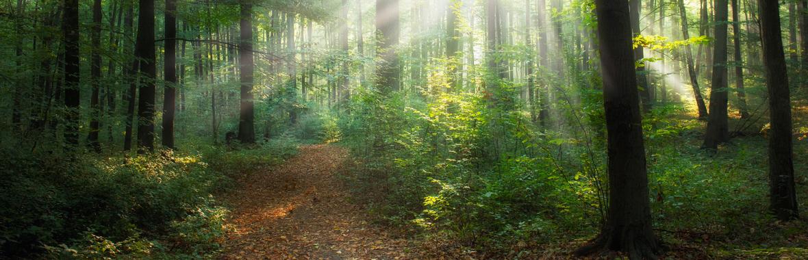 Image bannière de la formation Penser ou repenser un PDIPR