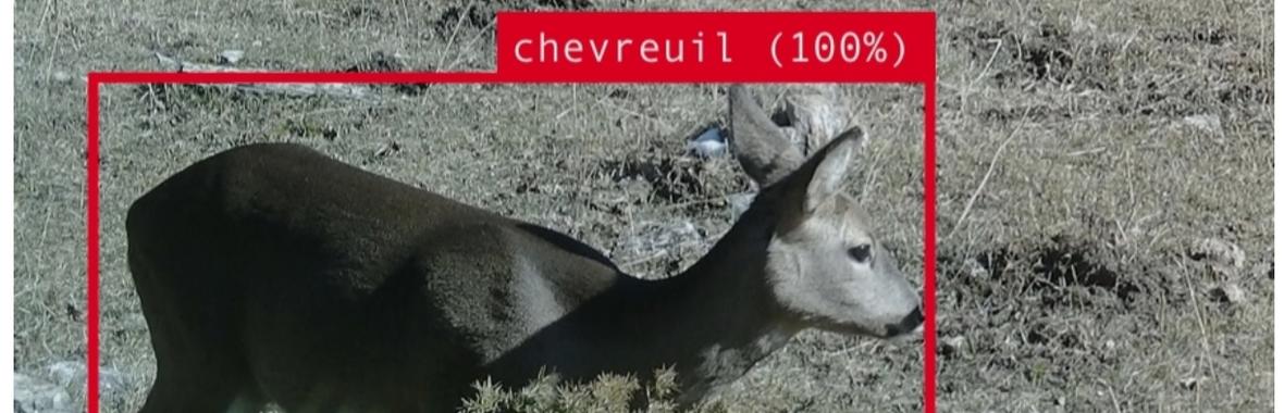 Image bannière de la formation Faciliter les études par pièges photographiques grâce à l'Intelligence Artificielle 