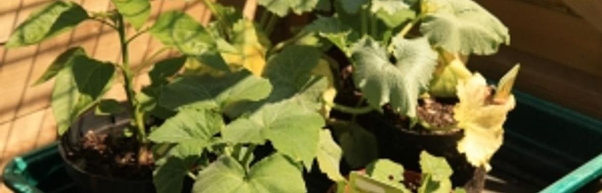 Image bannière de la formation Qualité du compost: nouvelles normes et solutions techniques innovantes