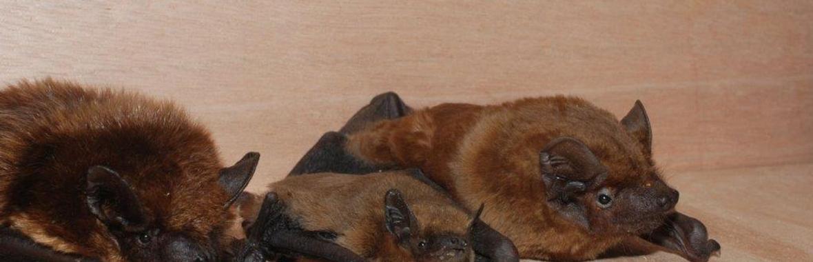 Image bannière de la formation 🔥💧🦇 Parcs éoliens et chiroptères : limiter les impacts