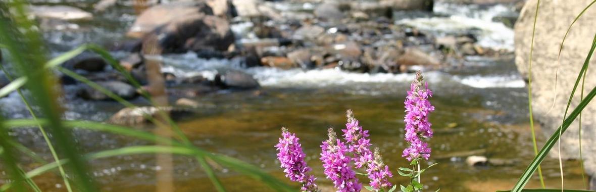 Image bannière de la formation Micropolluants : préserver la ressource en eau, du milieu naturel au consommateur 