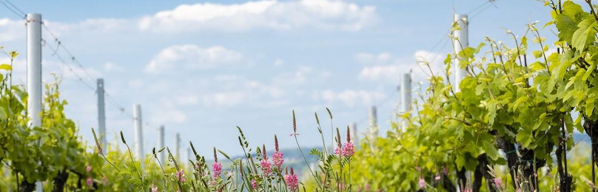 Image bannière de la formation #ANB2020 - Agri A2. Comment accompagner le développement d'agricultures favorables à la biodiversité sur son territoire ?