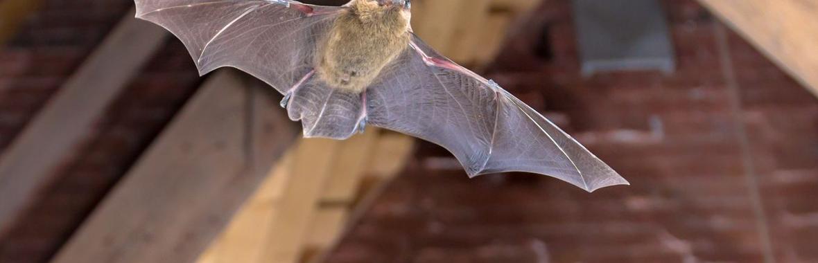 Image bannière de la formation 🦇 Intégrer la biodiversité dans les projets de rénovation énergétique