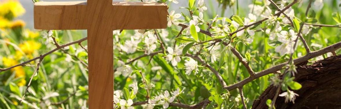 Image bannière de la formation De la vie dans les cimetières ? Accompagner les gestionnaires vers le zéro pesticide