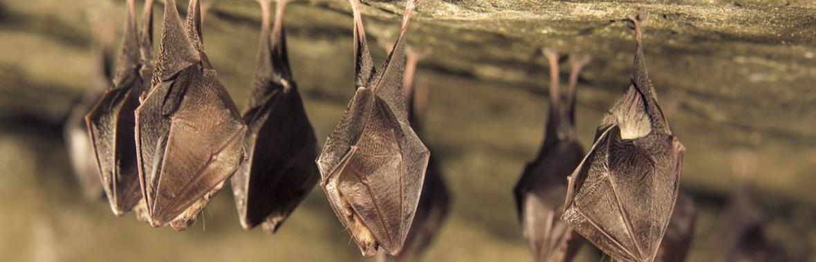 Image bannière de la formation 🦇 Faune et bâti : œuvrer ensemble à la bonne prise en compte des chauves-souris
