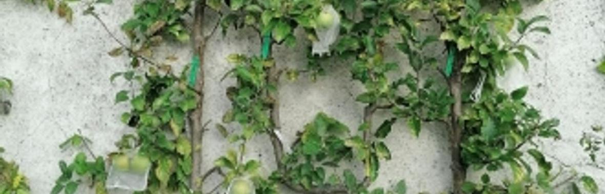 Image bannière de la formation Plantation d’arbres fruitiers dans les espaces verts : REX de la Ville d'Alès (30) 