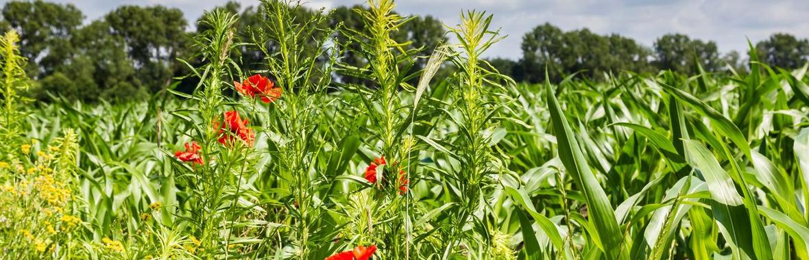Image bannière de la formation Quelles pratiques agricoles pour préserver la biodiversité des sols ?