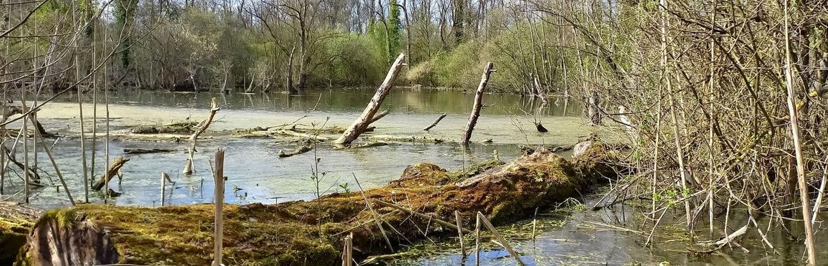 Image bannière de la formation Les Solutions d'Adaptation Fondées sur la Nature en zones humides