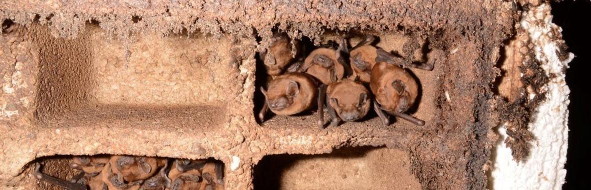 Image bannière de la formation 🦇 Chiroptères, plan climat, bâtiments : quelles expérimentations en cours ? 