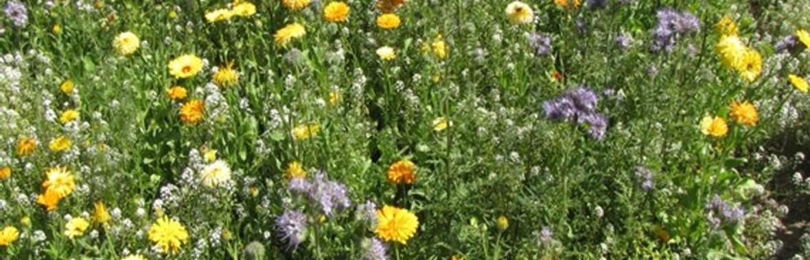 Image bannière de la formation Les plantes de services : quels choix pour vos massifs floraux ?