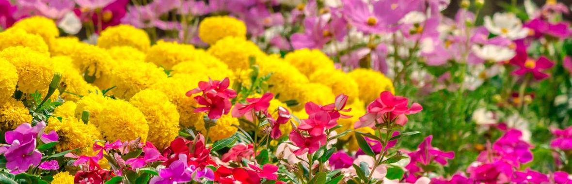 Image bannière de la formation Les couleurs dans le jardin