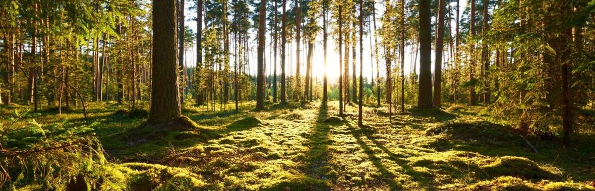 Image bannière de la formation ECAIR sans périmètre en Haute-Marne: utiliser les échanges amiables pour une meilleure gestion des forêts
