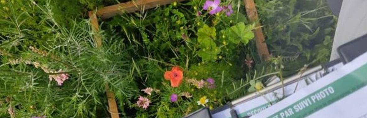 Image bannière de la formation Accueillir la biodiversité dans les établissements scolaires, une perspective écologique et éducative