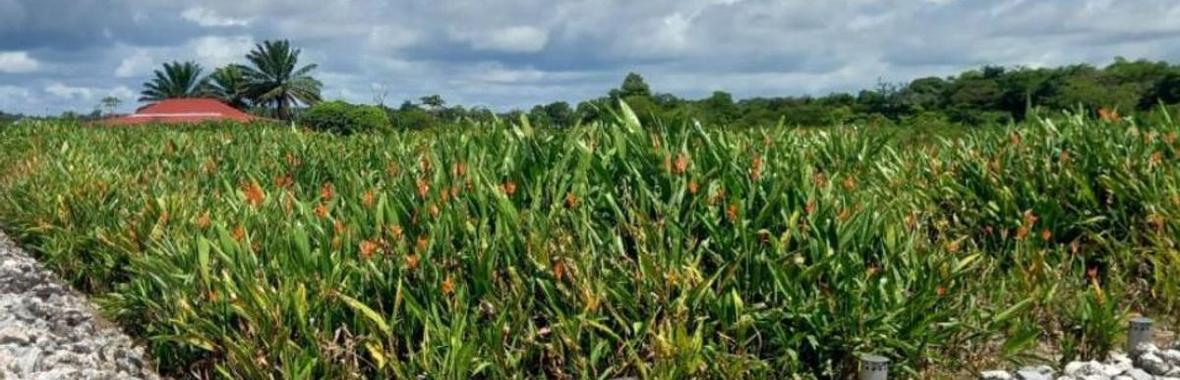 Image bannière de la formation Retours d'expérience sur les filtres plantés de végétaux