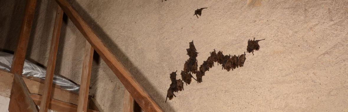 Image bannière de la formation Les chauves-souris dans le bâti patrimonial 🦇 