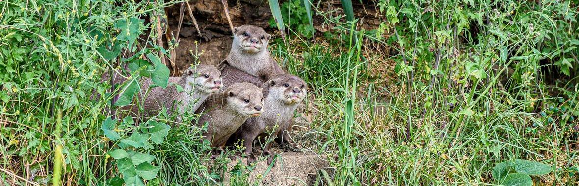 Image bannière de la formation Présence d'espèces protégées : quelles conséquences pour votre projet ? 