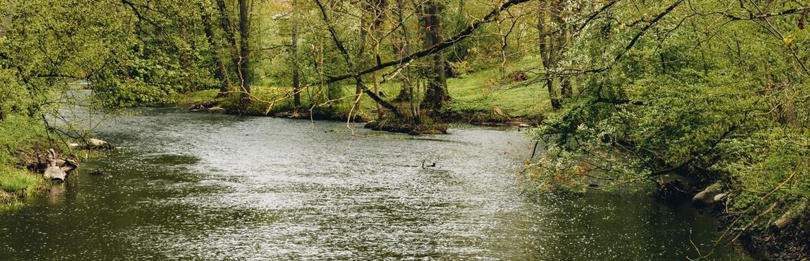 Image bannière de la formation Comment la préservation des ripisylves contribue à la bonne santé des écosystèmes aquatiques, en contexte de changement climatique ? 