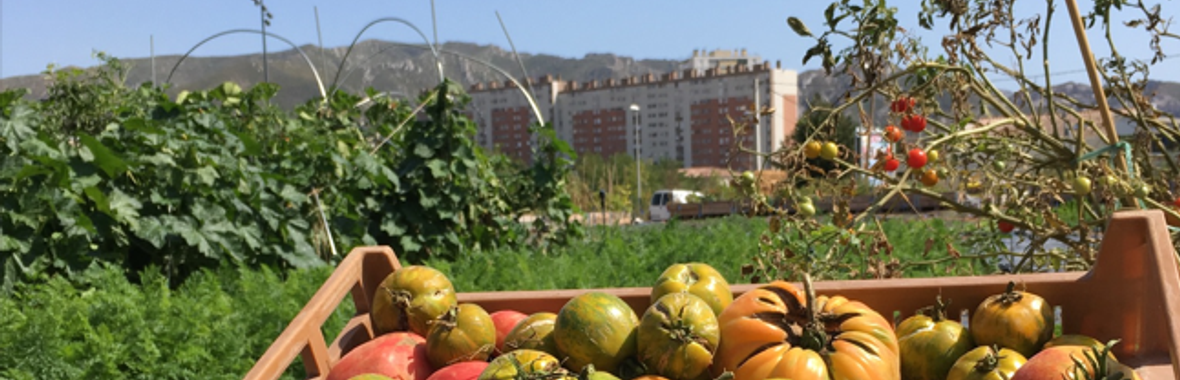 Image bannière de la formation Agriculture urbaine : Retex et principes pour concevoir un projet agroécologique